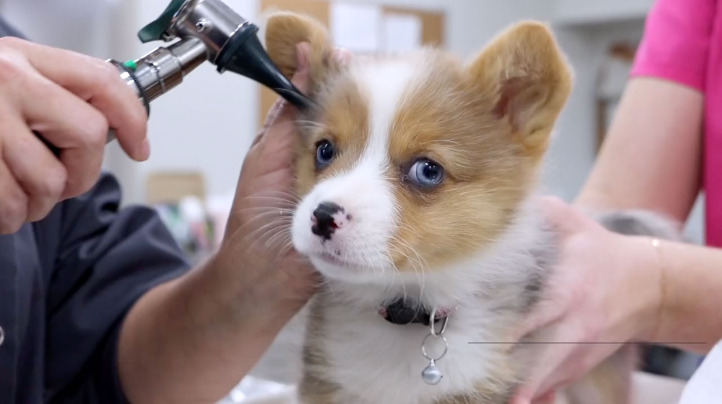 ColumbiaAnimalHospital